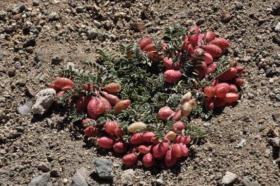 Vegetação adaptada ao frio a grandes altitudes da região do Aconcágua,  Província de Mendoza, no oeste da Argentina